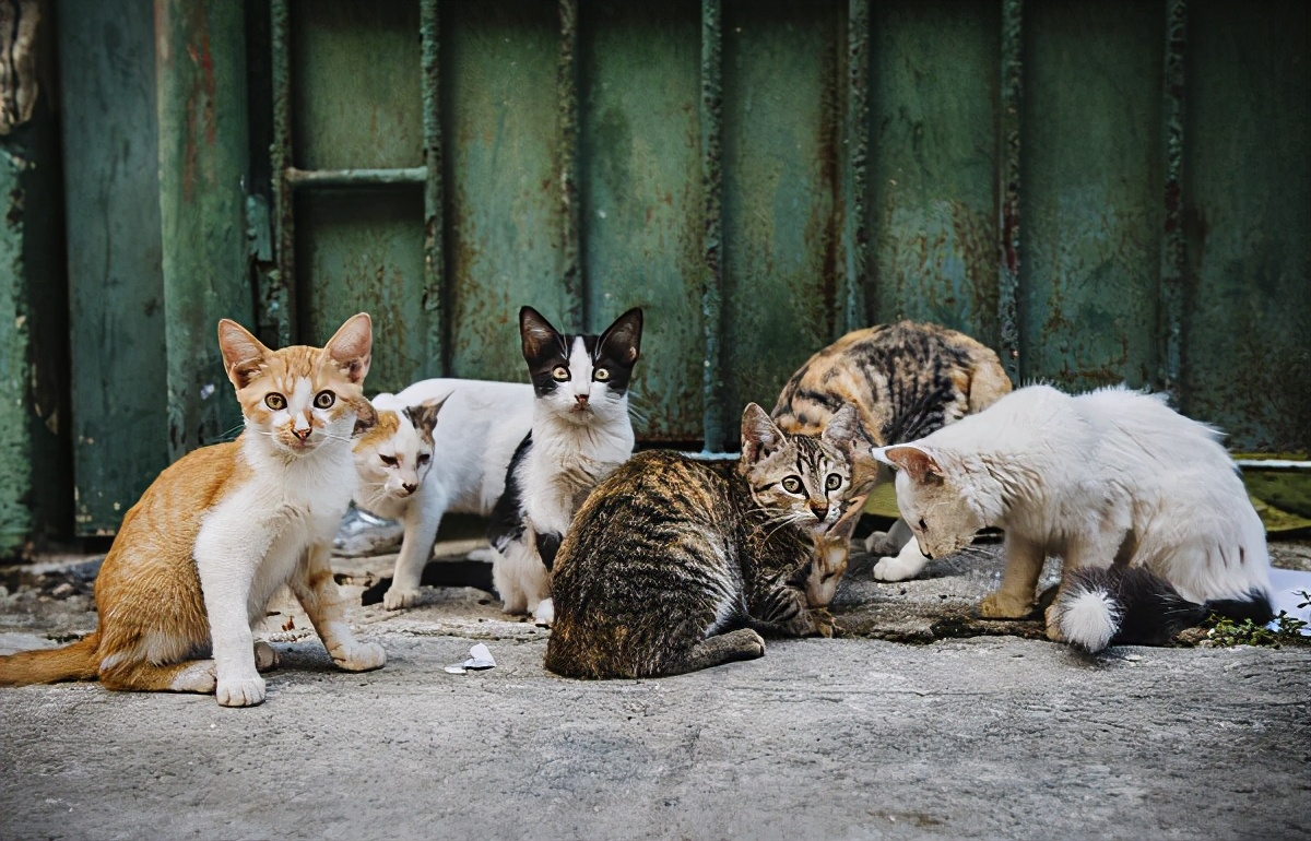 狗和猫友谊动物收容所概念摄影阳光明媚的公园户外自然环境照片摄影图片_ID:350828074-Veer图库