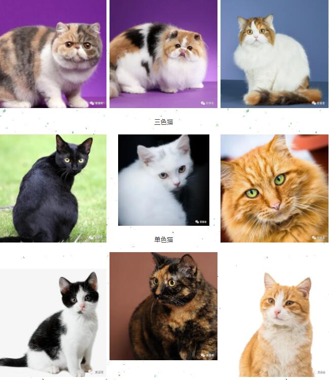 猫咪品种大全 排行榜图片