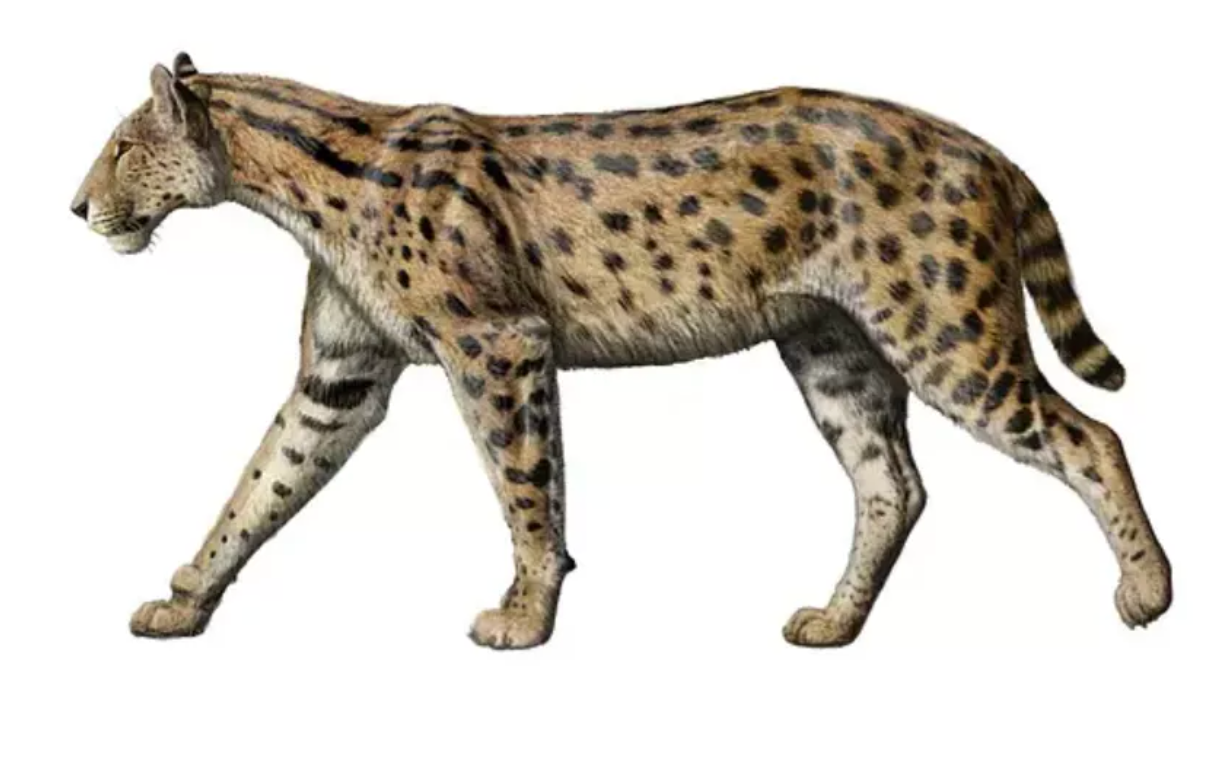 江左其杲：后猫不是小号剑齿虎，更像大猫咪，曾压制真猫500万年 - 知乎