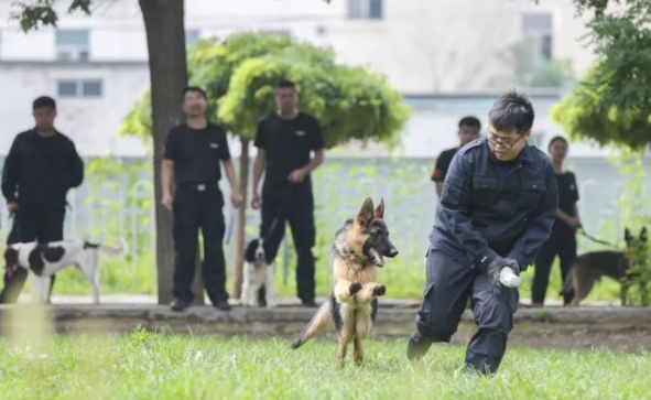 沈阳警犬技术基地，警犬在训练中。