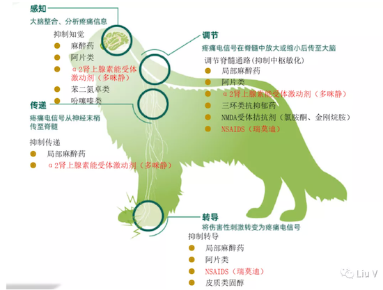 硕腾多咪静图片