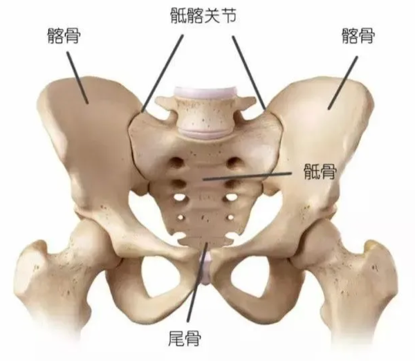 神经反射检查等一系列详细检查后,发现蛋挞只有左后肢髂骨处疼痛剧烈