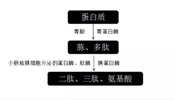 吃了半年酵素肠子黑了_酵素肠子黑吃了会怎样_酵素肠道黑变