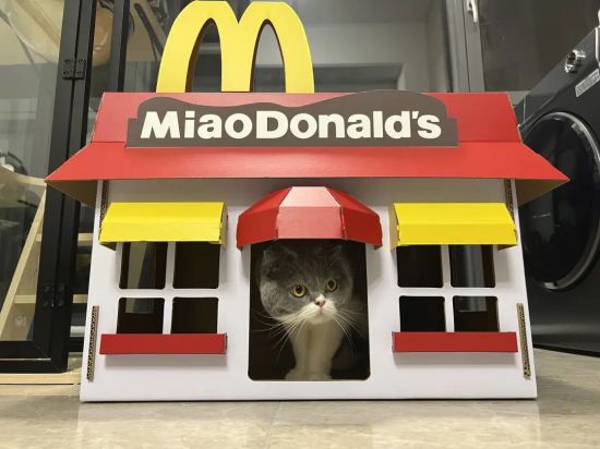 91+ 图片 深猫咪 新的 64 这次深宠展有哪些你喜欢的猫品牌登台亮相呢?_资讯_维宠宠物导航网